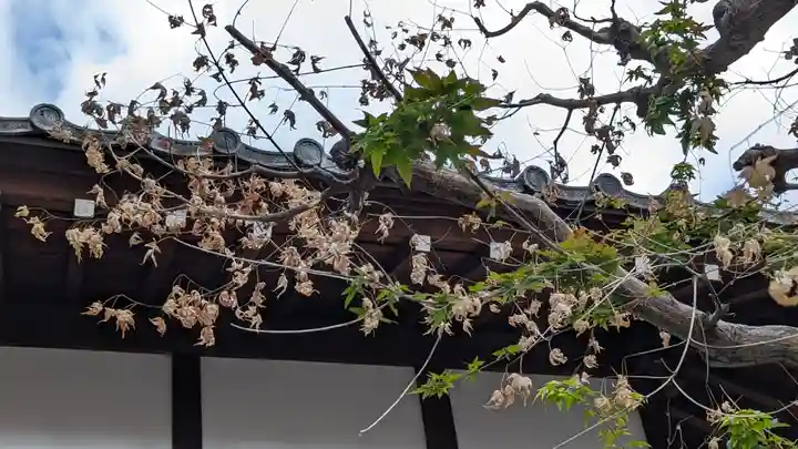 本満寺(本願満足寺)(京都府)
