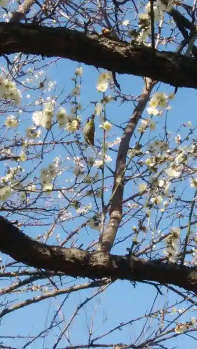 菅原神社(子安天満宮)の自然