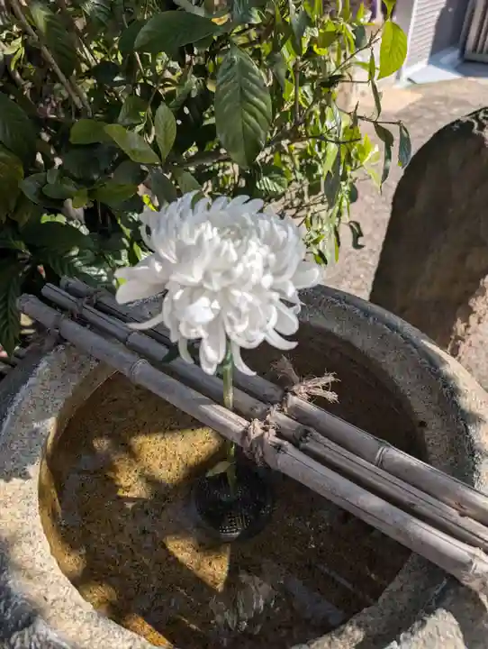 龍泉院(東京都)