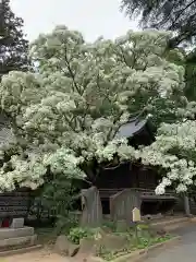 大宝八幡宮の自然