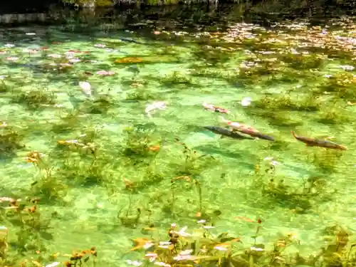 根道神社の動物