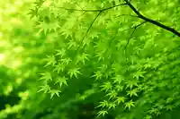 木舟山 順教寺(広島県)