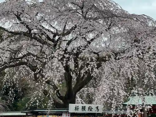 富士山本宮浅間大社の自然