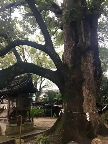 道明寺天満宮の自然