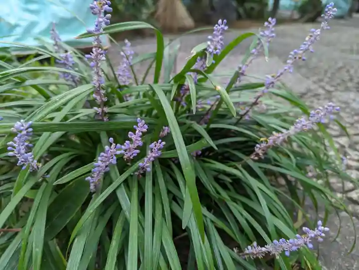 常光院(京都府)