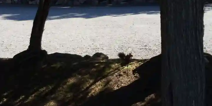 北海道護國神社の動物