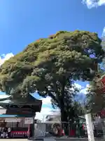 大前神社(栃木県)