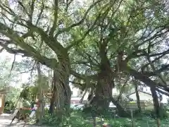 野島神社の自然