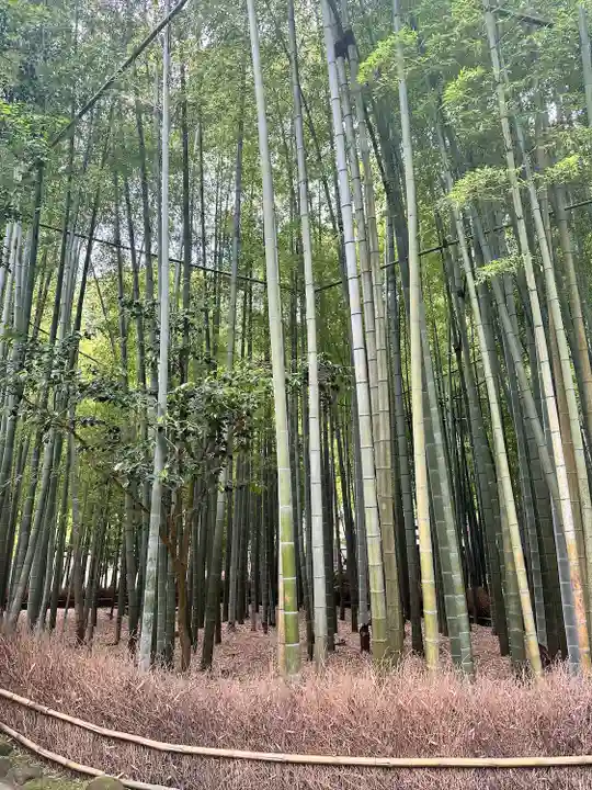 報国寺(神奈川県)