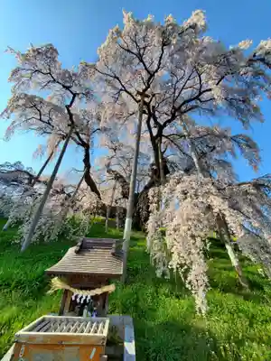瀧桜神明宮(福島県)