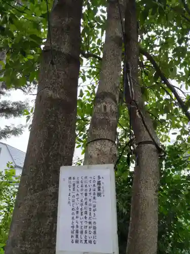 観音寺（世田谷山観音寺）の庭園