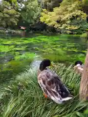 富士山本宮浅間大社の動物