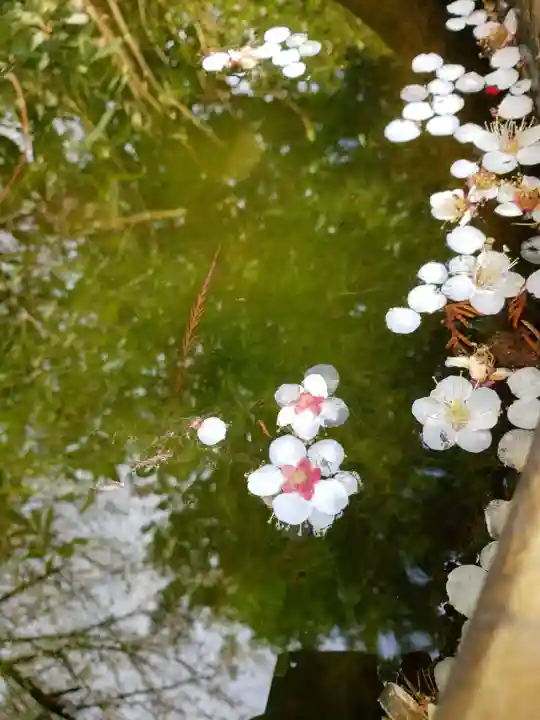 阿佐ヶ谷神明宮(東京都)