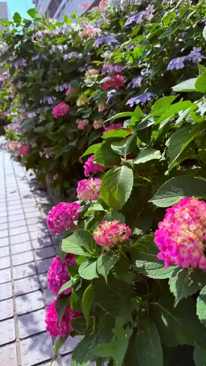 福井神社(福井県)