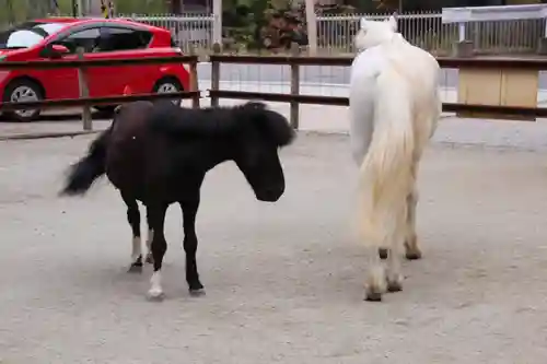 丹生川上神社（下社）の動物