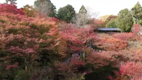 東福禅寺（東福寺）の{uncategorized: "未分類", other: "その他", undefined: "問題あり", building: "その他建物", grave: "お墓", sacred_gate: "鳥居", guardian: "狛犬", statue: "像", buddha: "仏像", history: "歴史", nature: "自然", garden: "庭園", animal: "動物", pagoda: "塔", temizu: "手水舎", mountain_gate: "山門・神門", sanctuary: "本殿・本堂", subordinate: "末社・摂社", art: "芸術", scenery: "景色", jizo: "地蔵", ema: "絵馬", goshuin: "御朱印", omikuji: "おみくじ", items: "授与品その他", amulet: "お守り", goshuincho: "御朱印帳", eats: "食事", festival: "お祭り", votive_dance: "神楽", shichigosan: "七五三参", wedding: "結婚式", experience: "体験その他", initially: "初詣", around: "周辺", anti_infection: "感染症対策"}