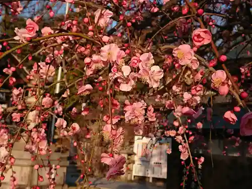 岡崎天満宮の自然