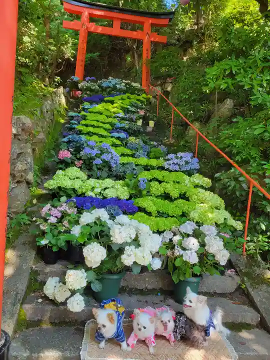 柳谷観音 楊谷寺(京都府)