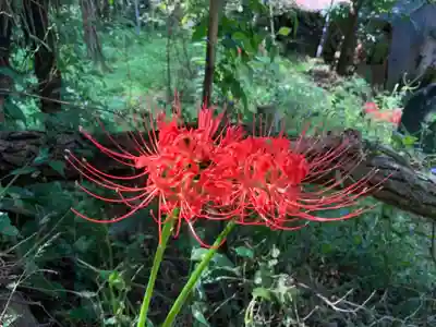 神明神社の自然