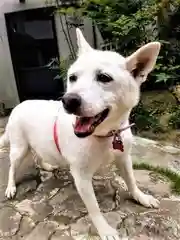 大牟田神社の動物