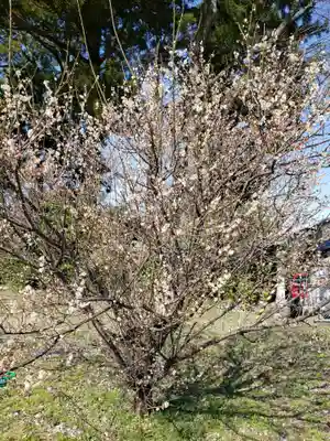 日吉神社の自然