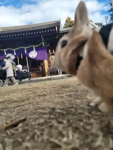 下新倉氷川八幡神社(埼玉県)