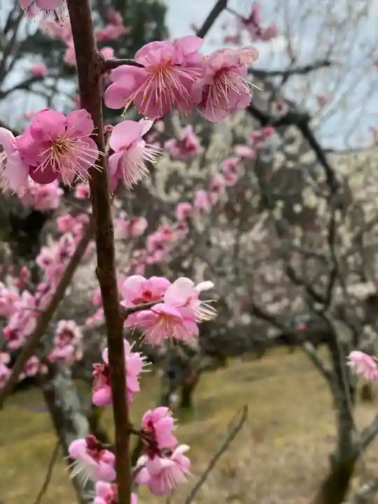 岩津天満宮(愛知県)
