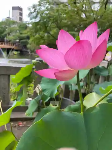 生田神社の自然