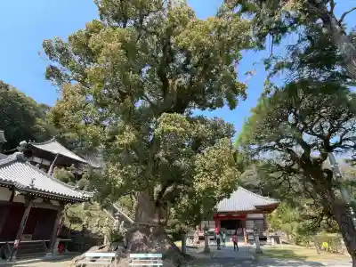 観音寺(香川県)