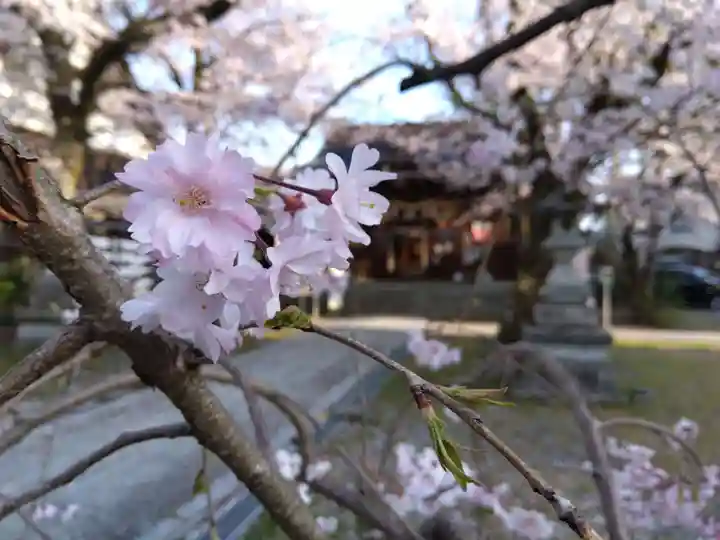 湊八幡神社の自然