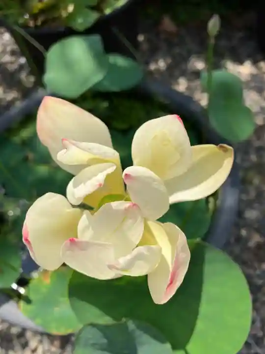 行願寺(革堂)(京都府)