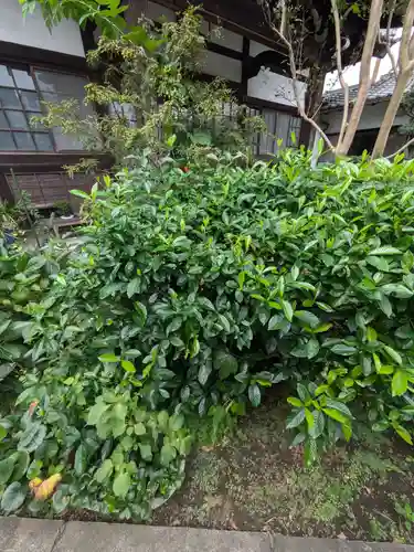 谷中 妙福寺(東京都)