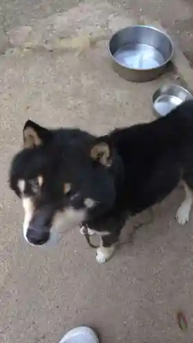 玉野御嶽神社の動物