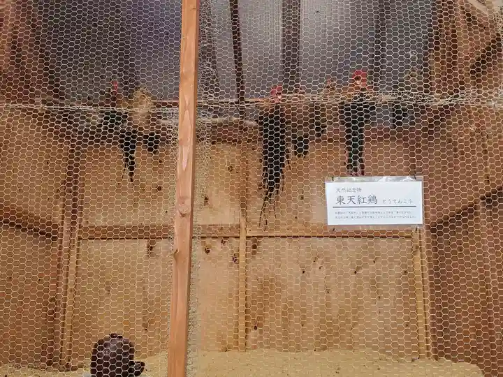 大甕神社の動物