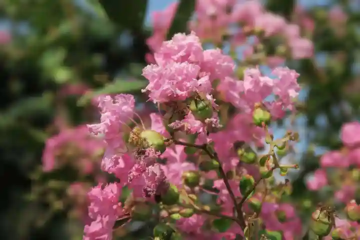 大松禅寺(京都府)