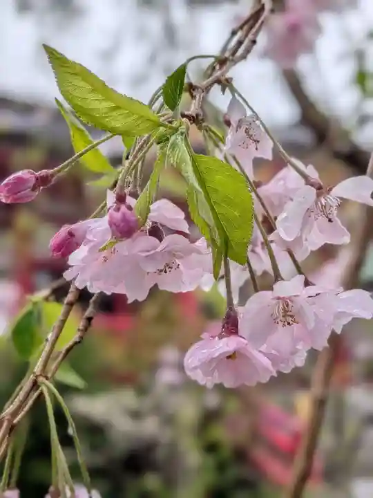 成子天神社(東京都)