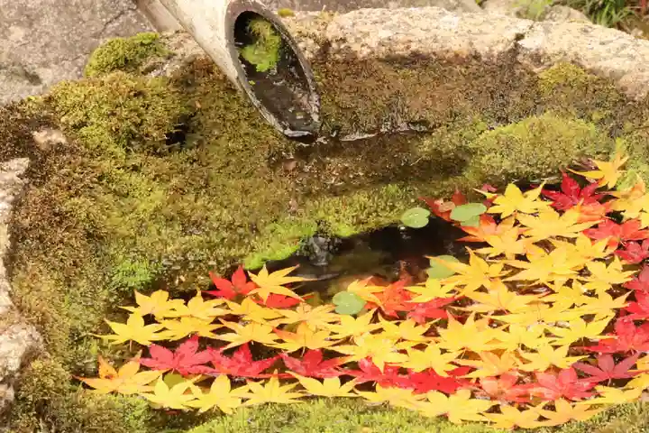 柳谷観音 楊谷寺の手水舎