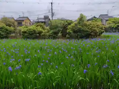 大田神社(賀茂別雷神社境外摂社)(京都府)