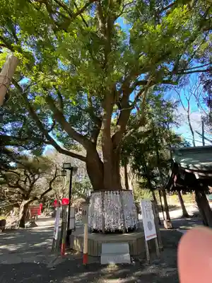 平塚八幡宮(神奈川県)