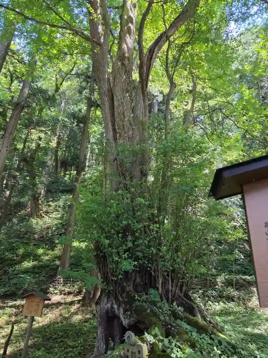 飛驒一宮水無神社(岐阜県)
