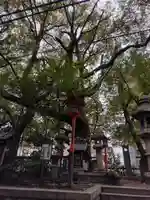 若一神社の自然