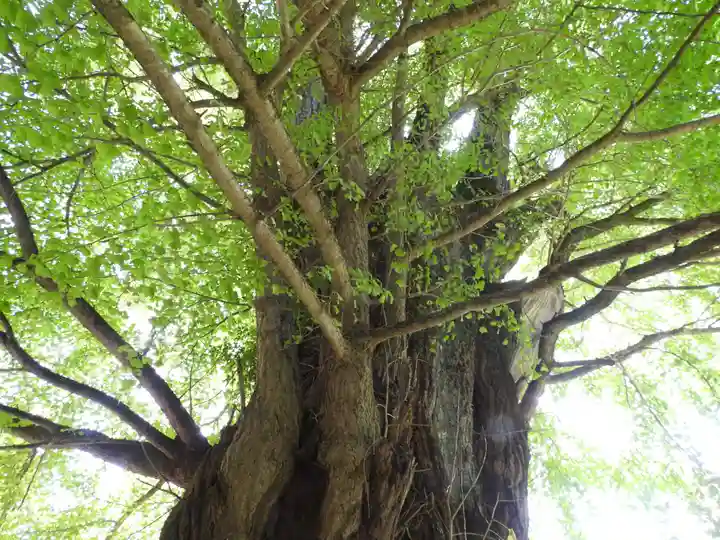 素盞雄神社(奈良県)