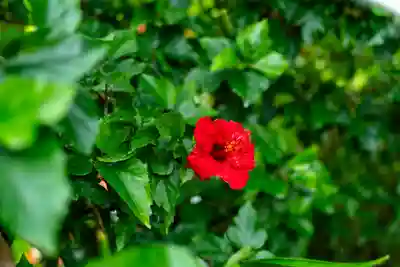 鵜戸神宮(宮崎県)