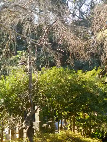 安國論寺（安国論寺）の自然