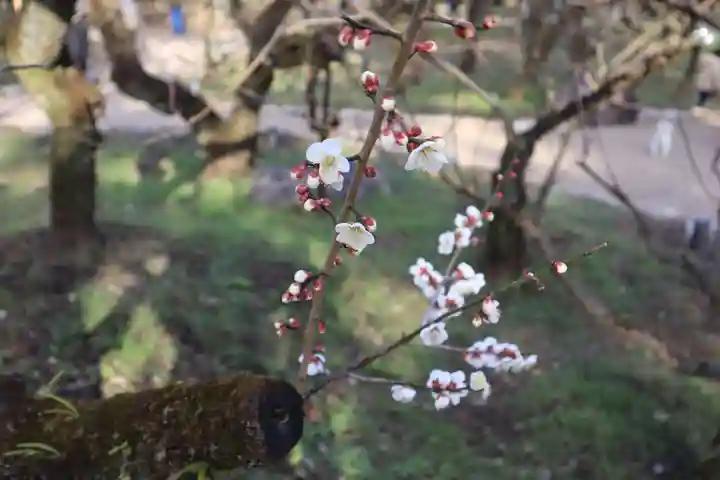 北野天満宮(京都府)