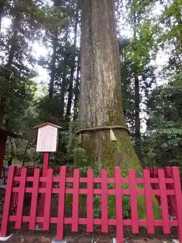 箱根神社の自然