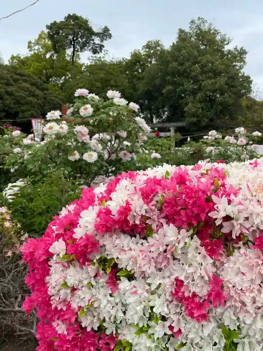 箭弓稲荷神社の{uncategorized: "未分類", other: "その他", undefined: "問題あり", building: "その他建物", grave: "お墓", sacred_gate: "鳥居", guardian: "狛犬", statue: "像", buddha: "仏像", history: "歴史", nature: "自然", garden: "庭園", animal: "動物", pagoda: "塔", temizu: "手水舎", mountain_gate: "山門・神門", sanctuary: "本殿・本堂", subordinate: "末社・摂社", art: "芸術", scenery: "景色", jizo: "地蔵", ema: "絵馬", goshuin: "御朱印", omikuji: "おみくじ", items: "授与品その他", amulet: "お守り", goshuincho: "御朱印帳", eats: "食事", festival: "お祭り", votive_dance: "神楽", shichigosan: "七五三参", wedding: "結婚式", experience: "体験その他", initially: "初詣", around: "周辺", anti_infection: "感染症対策"}