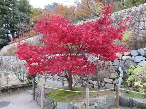 長谷寺の自然