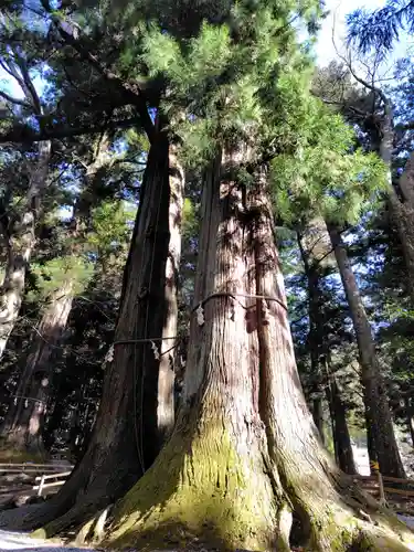 河口浅間神社(山梨県)