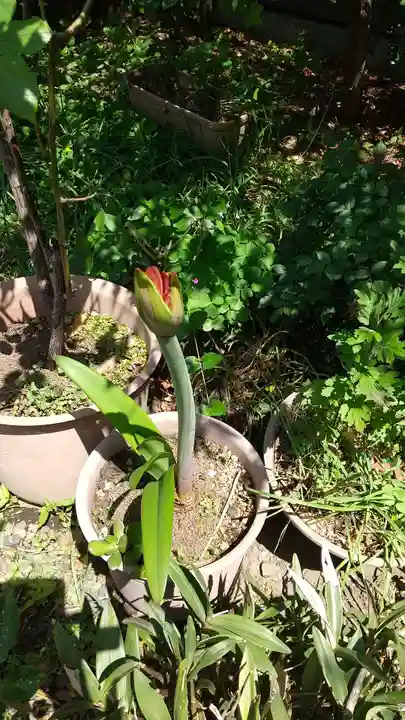 蔵前神社(東京都)